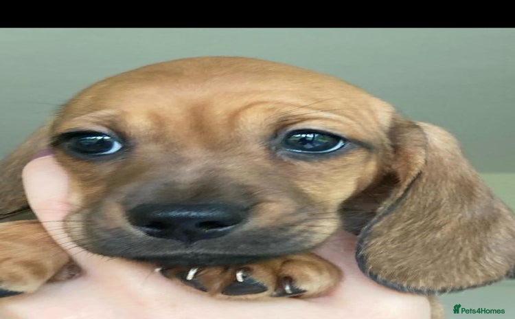 Dachshund dogs - Advert 2