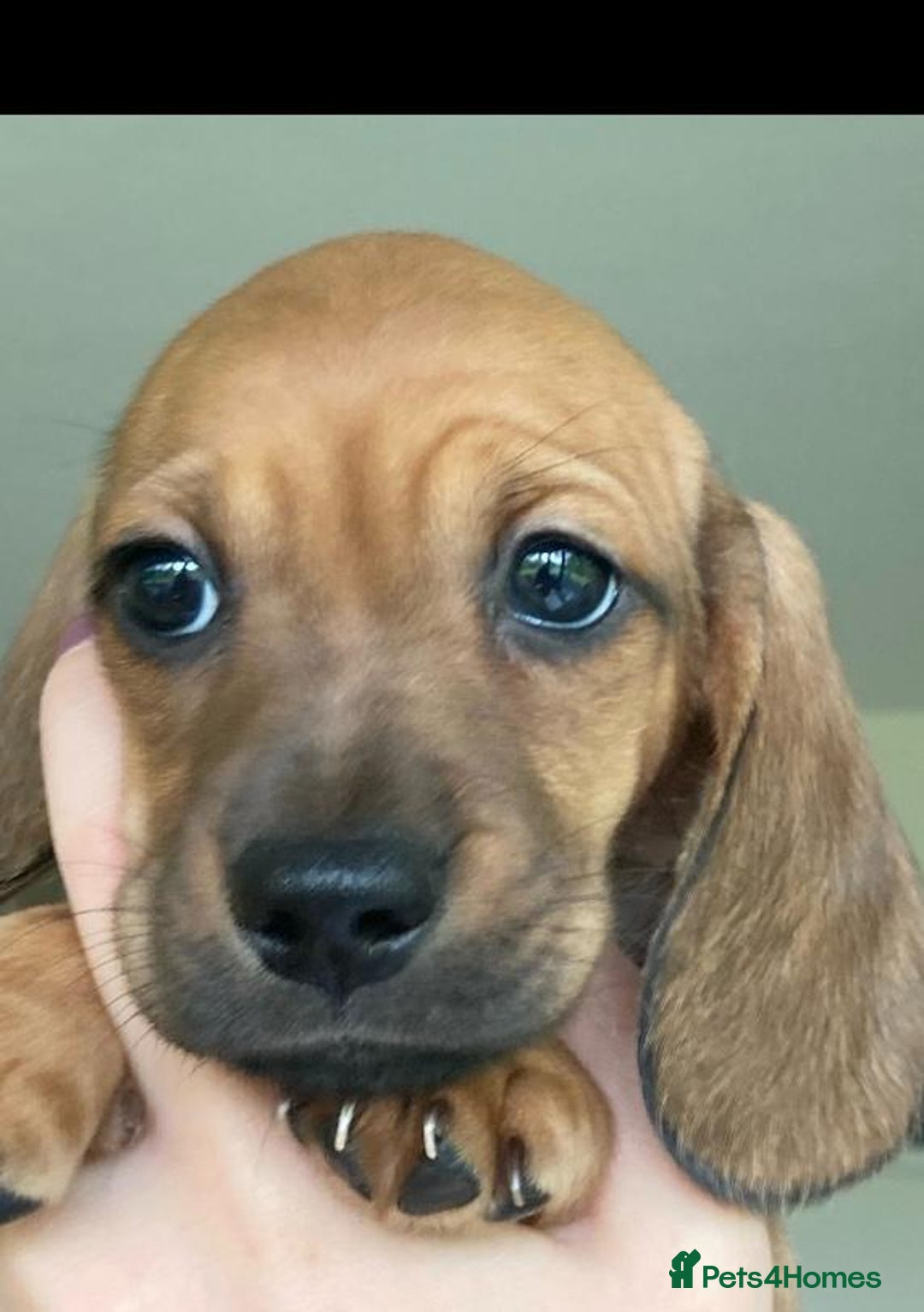 Dachshund dogs for sale: READY NOW!! Mini Wirehaired Dachshund puppy- male  - Image 1