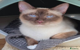 Snowshoe cats for sale: Stunning pedigree Snowshoe kittens  - Image 25