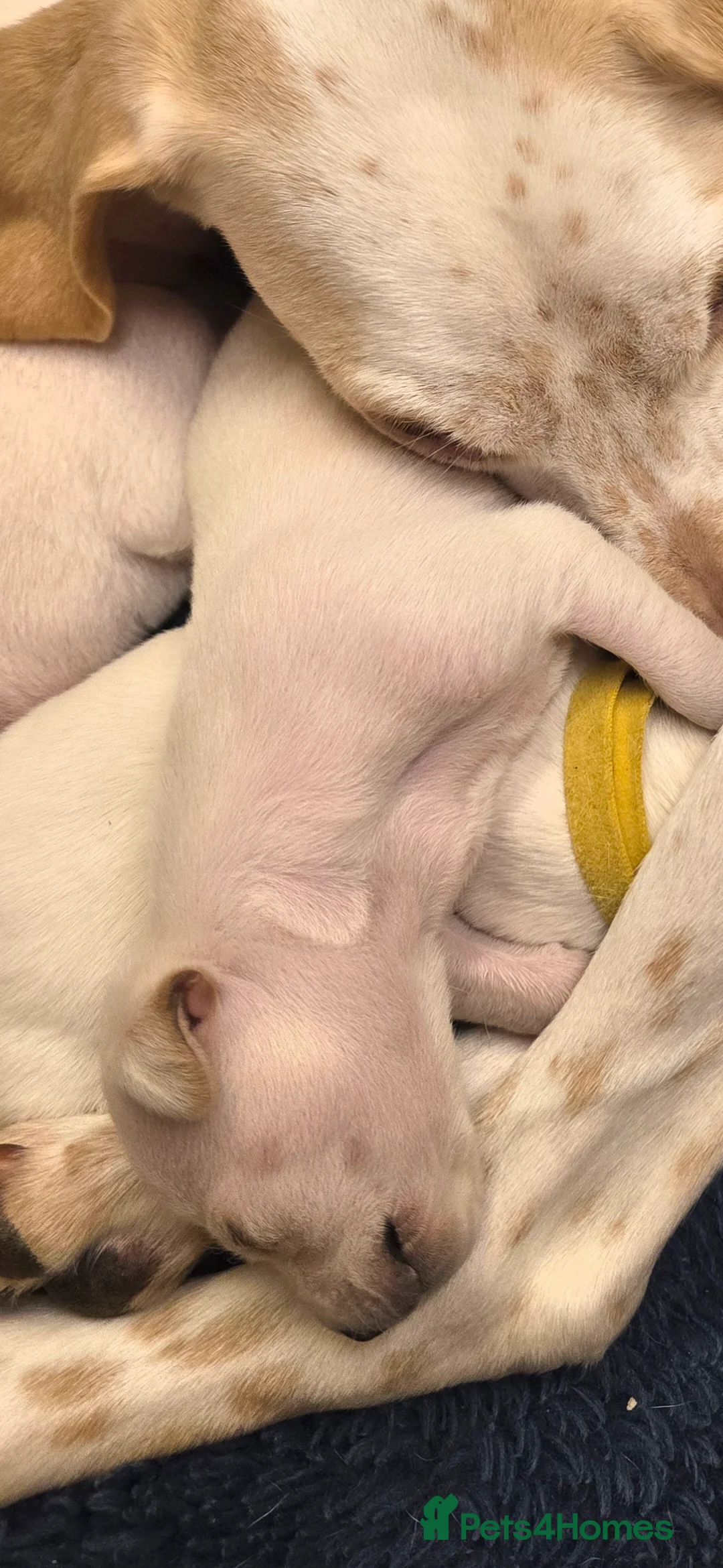 Mixed Breed dogs for sale: English pointer cross saluki/greyhound  - Advert 33