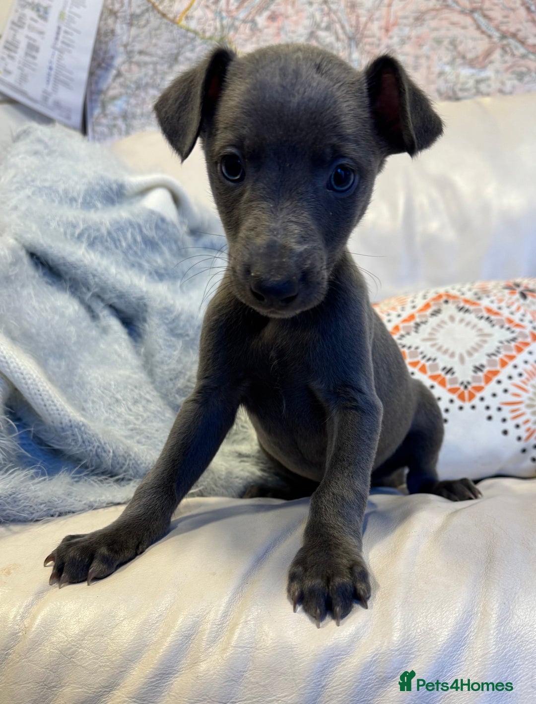 Whippet dogs for sale: Blue KC Whippet Bitch Pup ready now - Advert 5