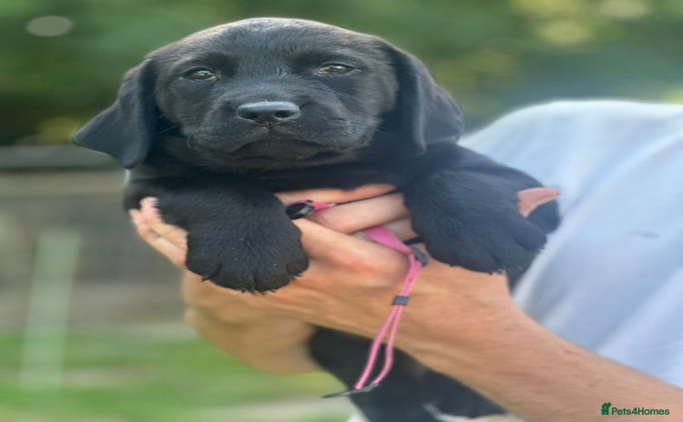 Labrador Retriever dogs - Advert 12