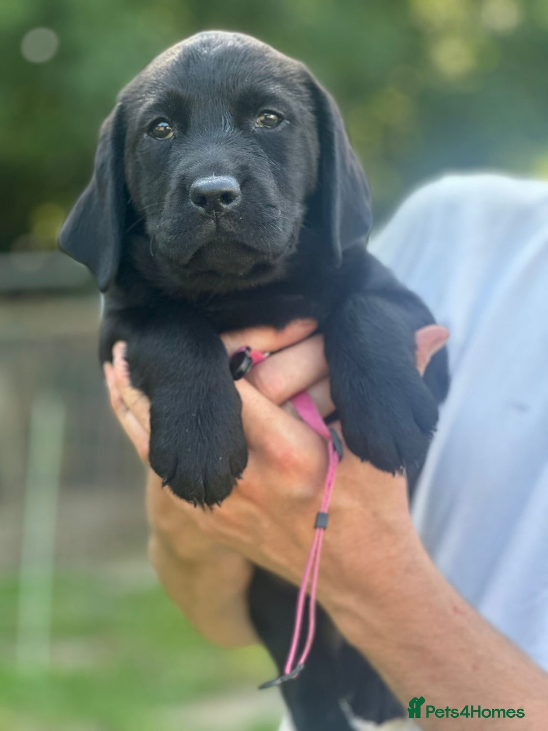 Labrador Retriever dogs for sale: Chunky show type Black Ladrador Puppies - Image 1