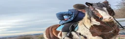 Irish Cob horses for sale: Cob mare 14.3 hacking mare - Advert 7
