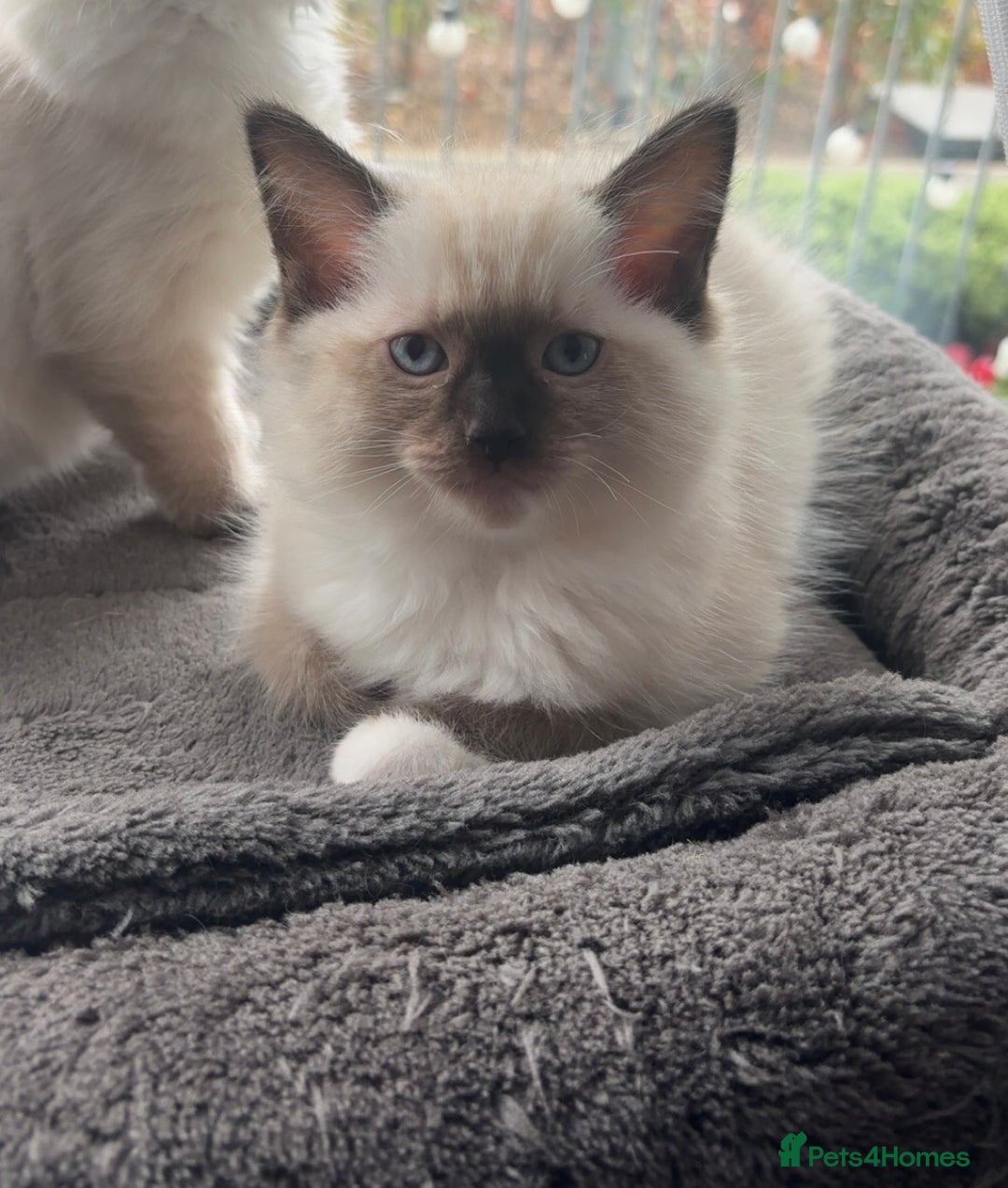Ragdoll cats for sale: READY TO LEAVE fluffy Lynx and blue point Ragdoll - Image 15