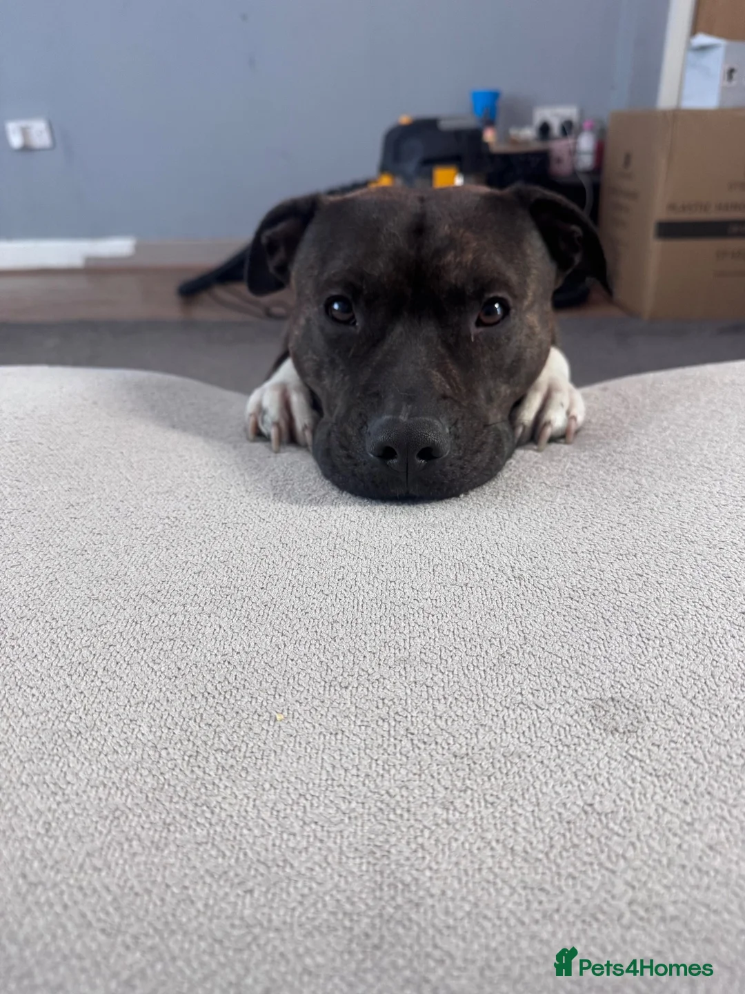 Staffordshire Bull Terrier dogs for sale: 2 year old Staffy called Rolo in Ellesmere - Advert 5
