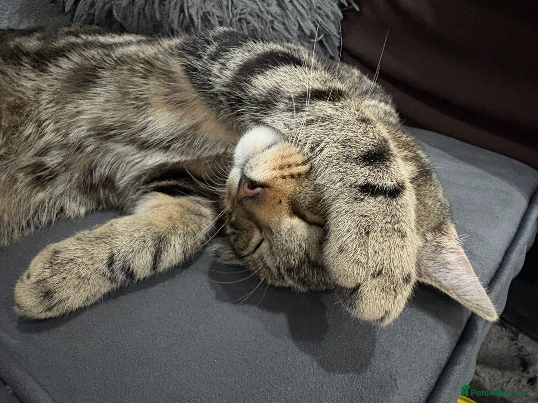Mixed Breed cats for sale: Tabby male 6 month old kitten - Advert 13