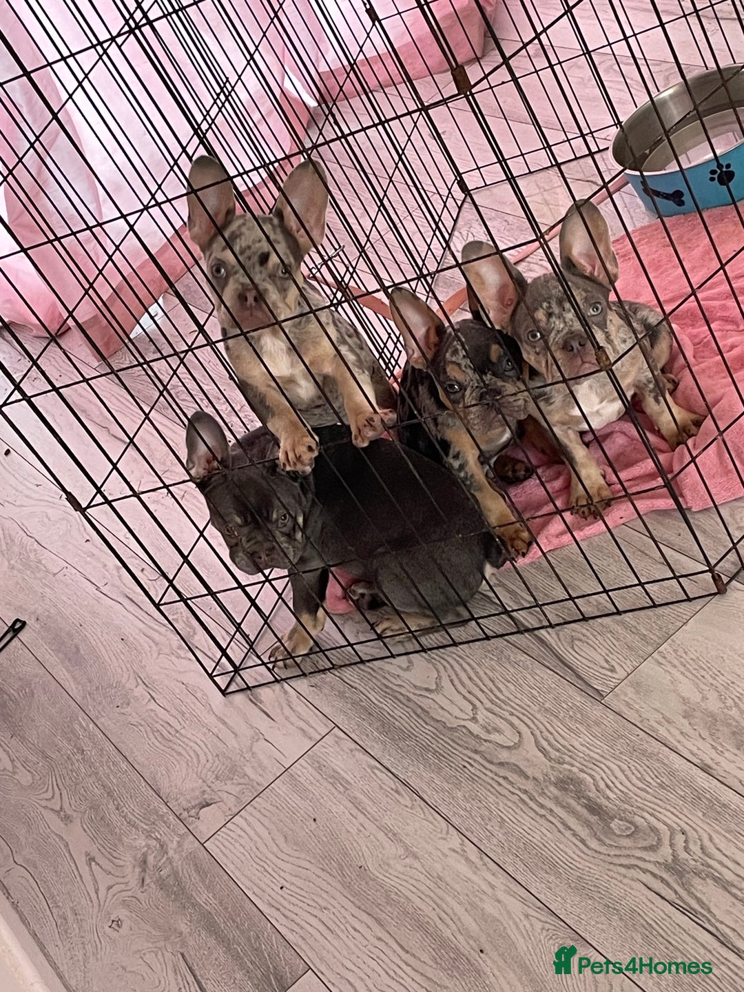 French Bulldog dogs for sale: Kc registered 12 week old French. Bulldogs  - Image 25