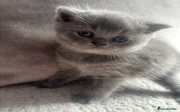 British Shorthair cats for sale: 5 male british blue shorthairs  - Image 4