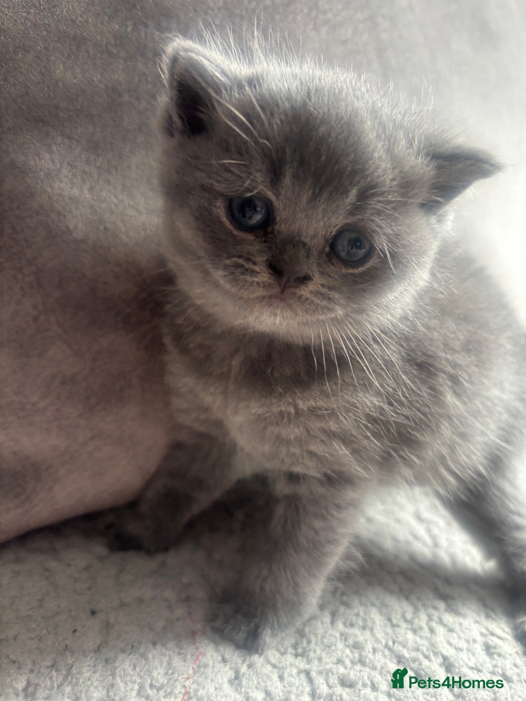 British Shorthair cats for sale: 5 male british blue shorthairs  - Image 4