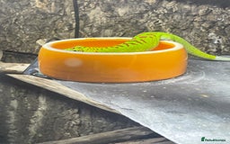 Gecko reptiles for sale: Madagascan giant day geckos with vivarium - Advert 8