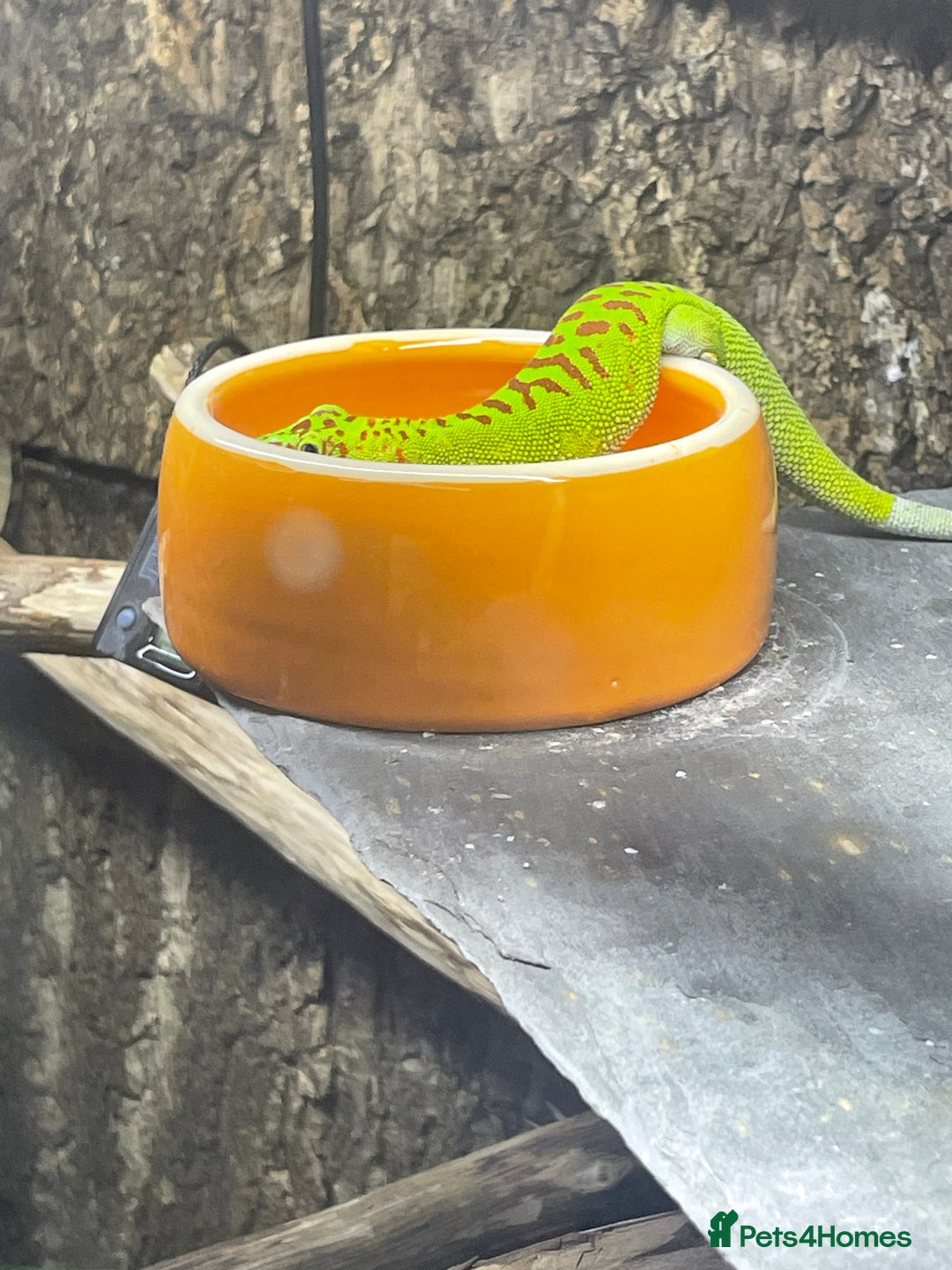 Gecko reptiles for sale: Madagascan giant day geckos with vivarium - Advert 8