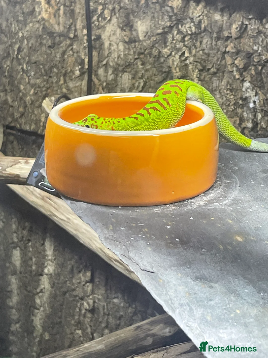 Gecko reptiles for sale: Madagascan giant day geckos with vivarium - Advert 8