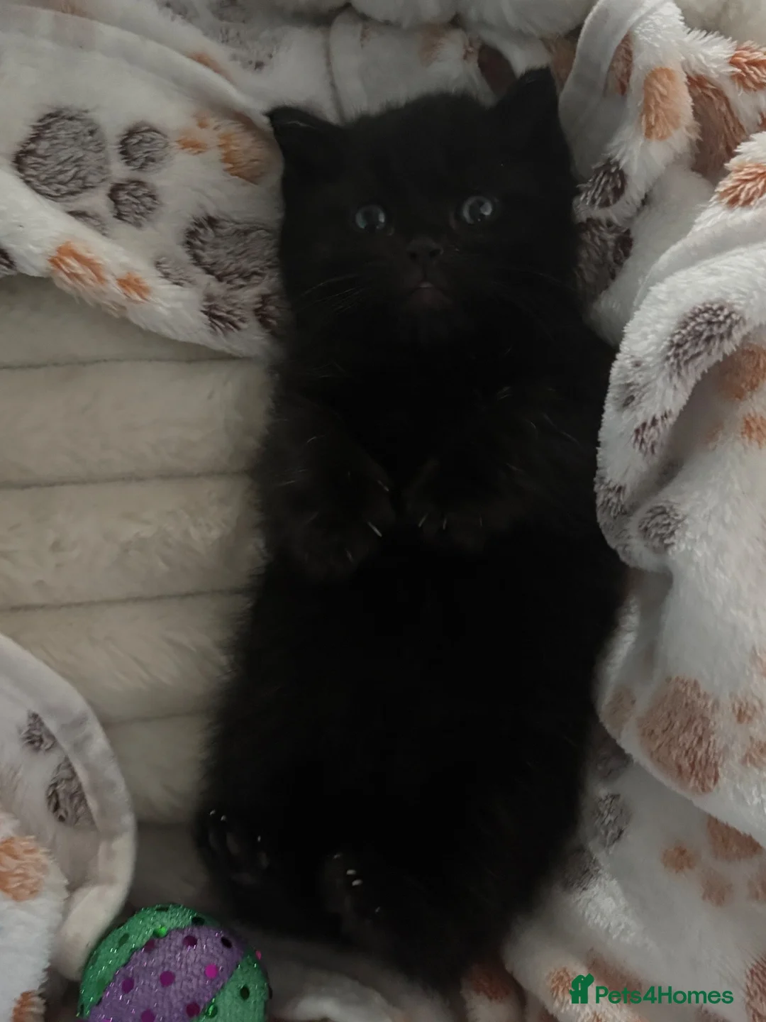 British Shorthair cats for sale: British short hair - Advert 2
