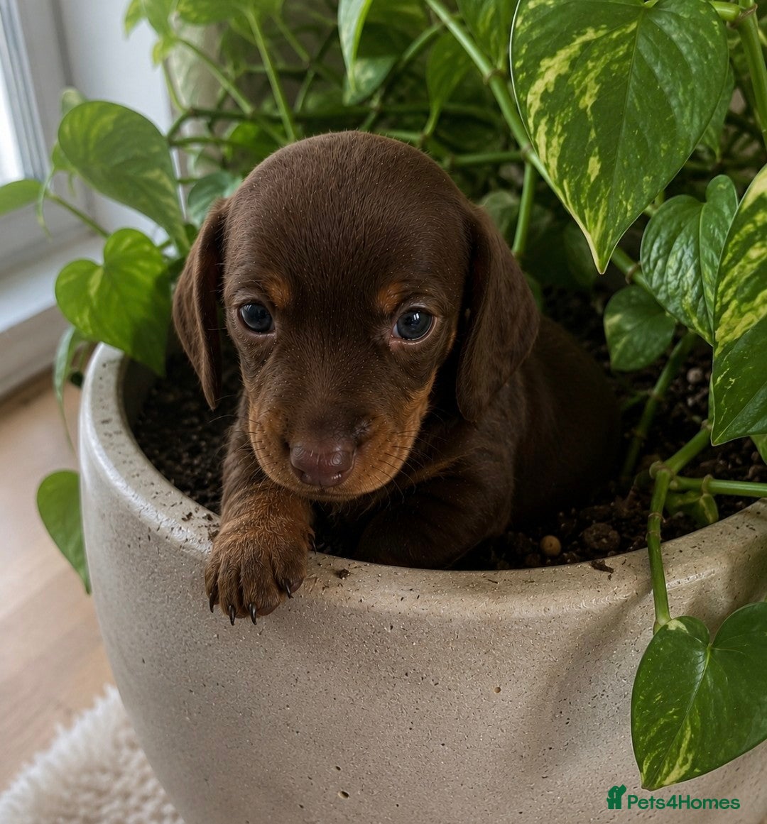 Miniature Dachshund dogs 2 BOYS LEFT⭐️KC Registered Miniature Dachshunds⭐️ - Advert 22