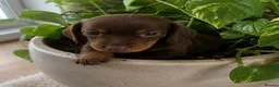 Miniature Dachshund dogs for sale: 2 LEFT🎀💙 KC Registered Miniature Dachshunds⭐️ - Advert 6