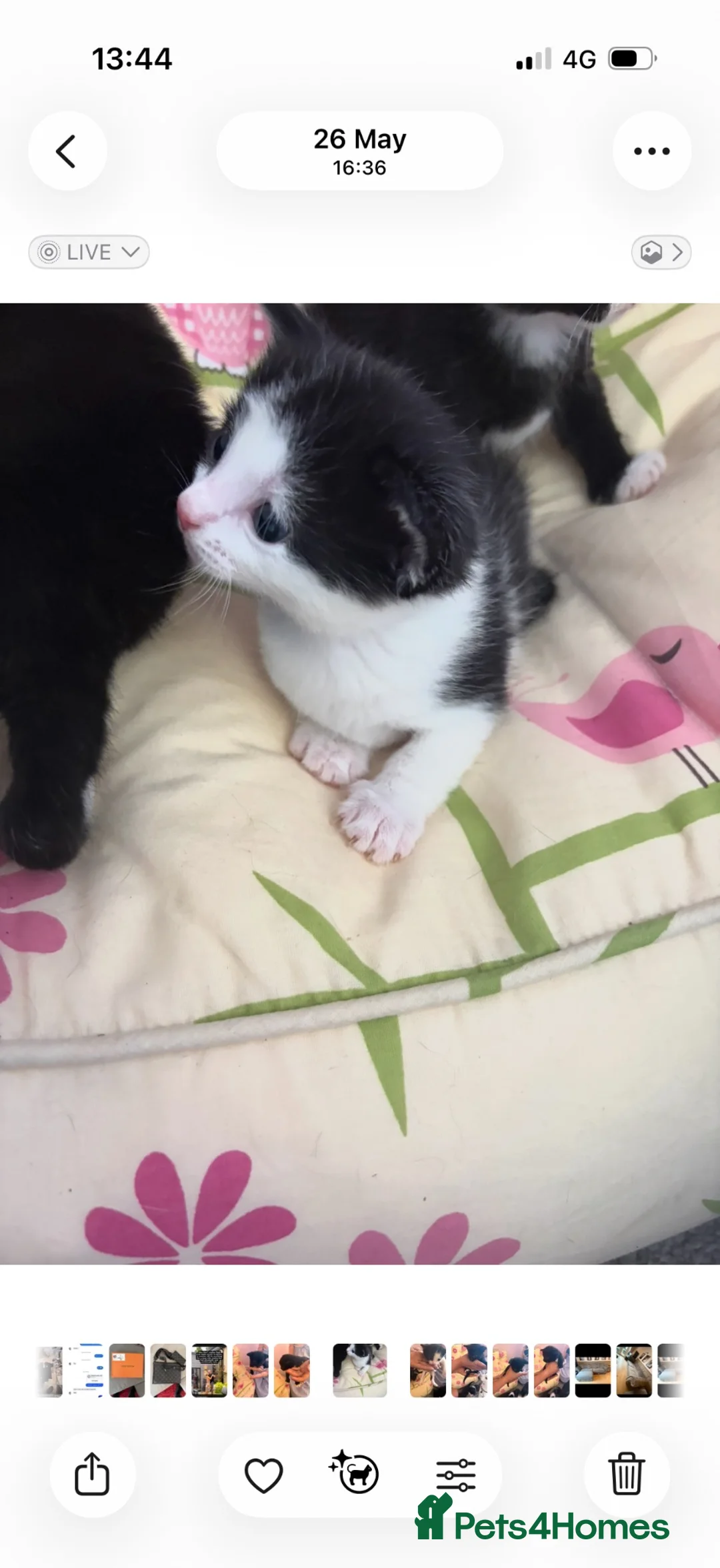Mixed Breed cats for sale: Mixed breed black and white boy - Advert 2