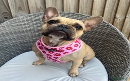 French Bulldog dogs for sale: Adult female french bulldog  - Image 1