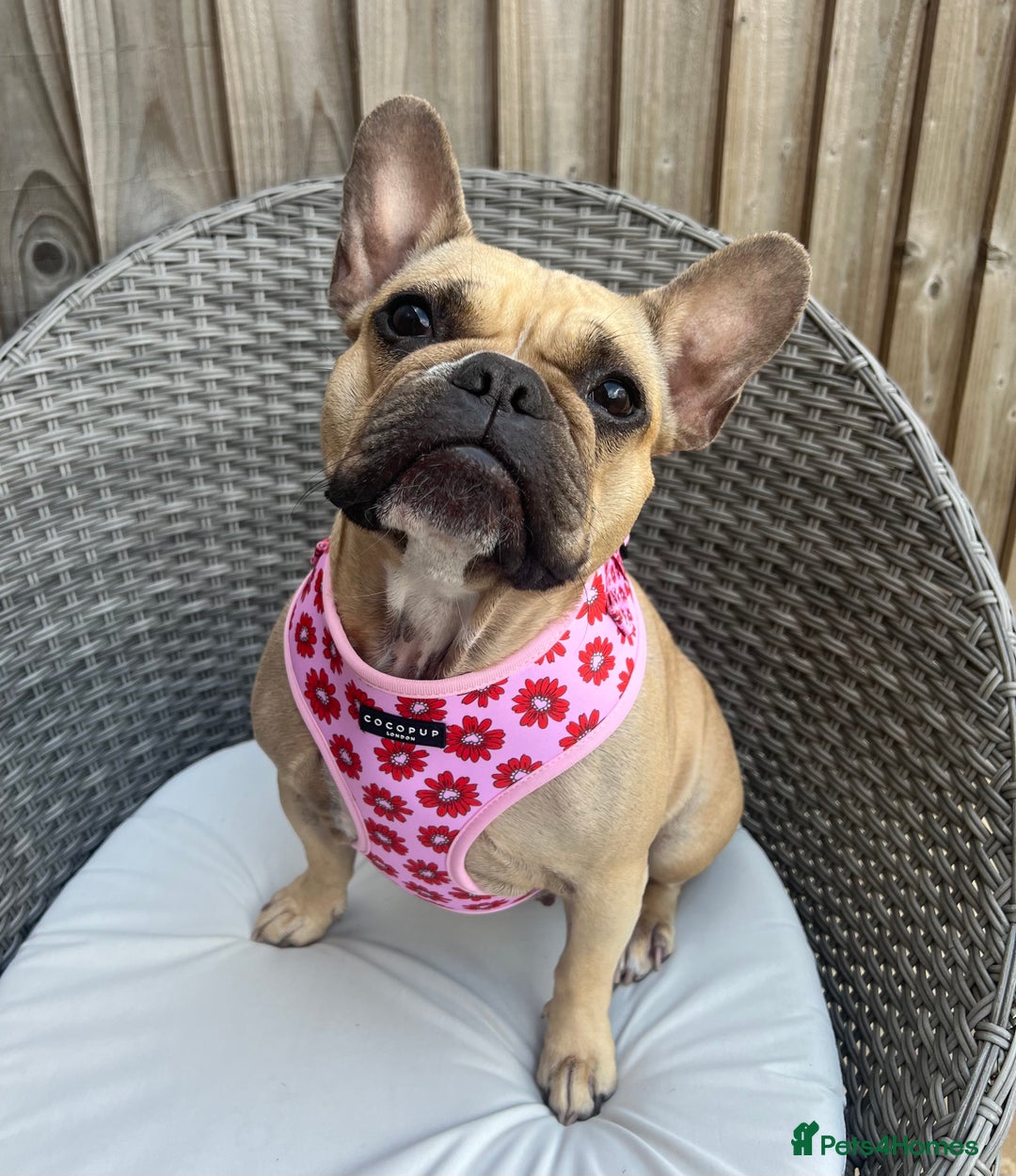 French Bulldog dogs for sale: Adult female french bulldog  - Image 1