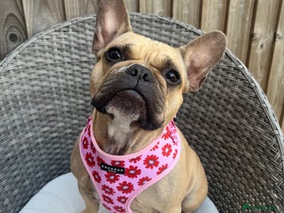 French Bulldog dogs - Advert 18