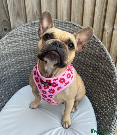 French Bulldog dogs - Advert 9