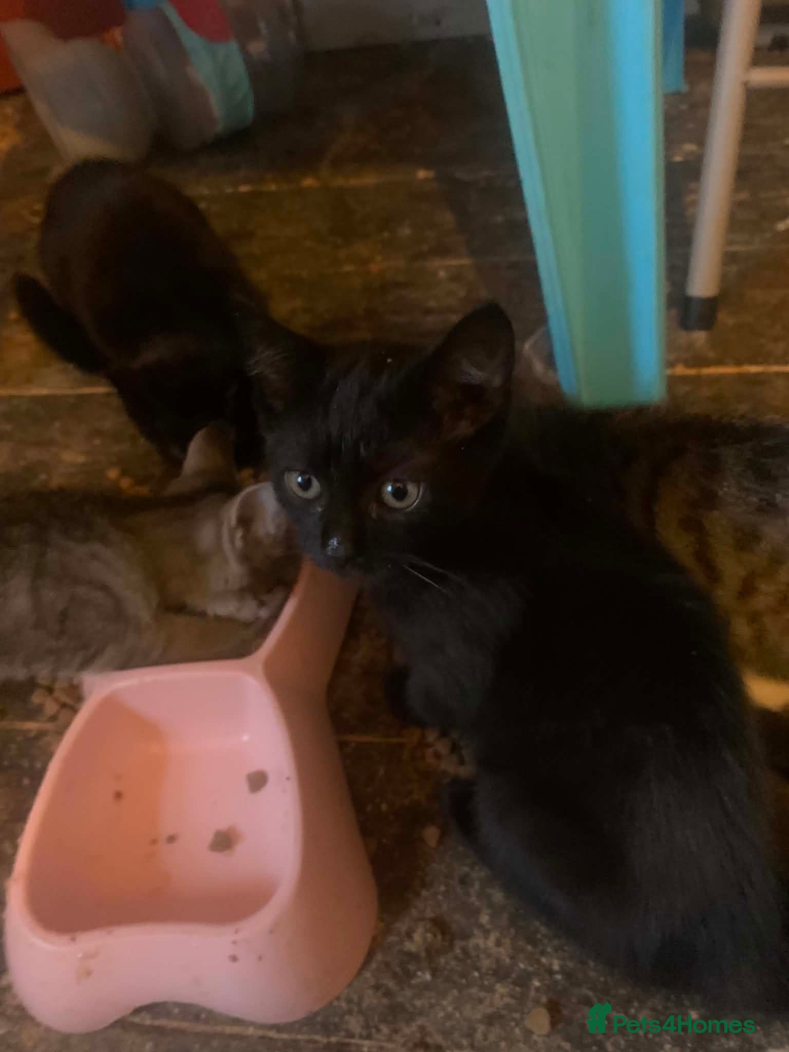 Mixed Breed cats for sale: 4 Adorable Kittens Looking for Their Forever Homes - Advert 1