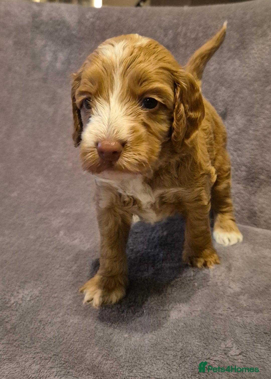 Cockapoo dogs for sale: READY NOW !! ONLY 3 COCKERPOO PUPPIES LEFT !!! in Alfreton - Image 13