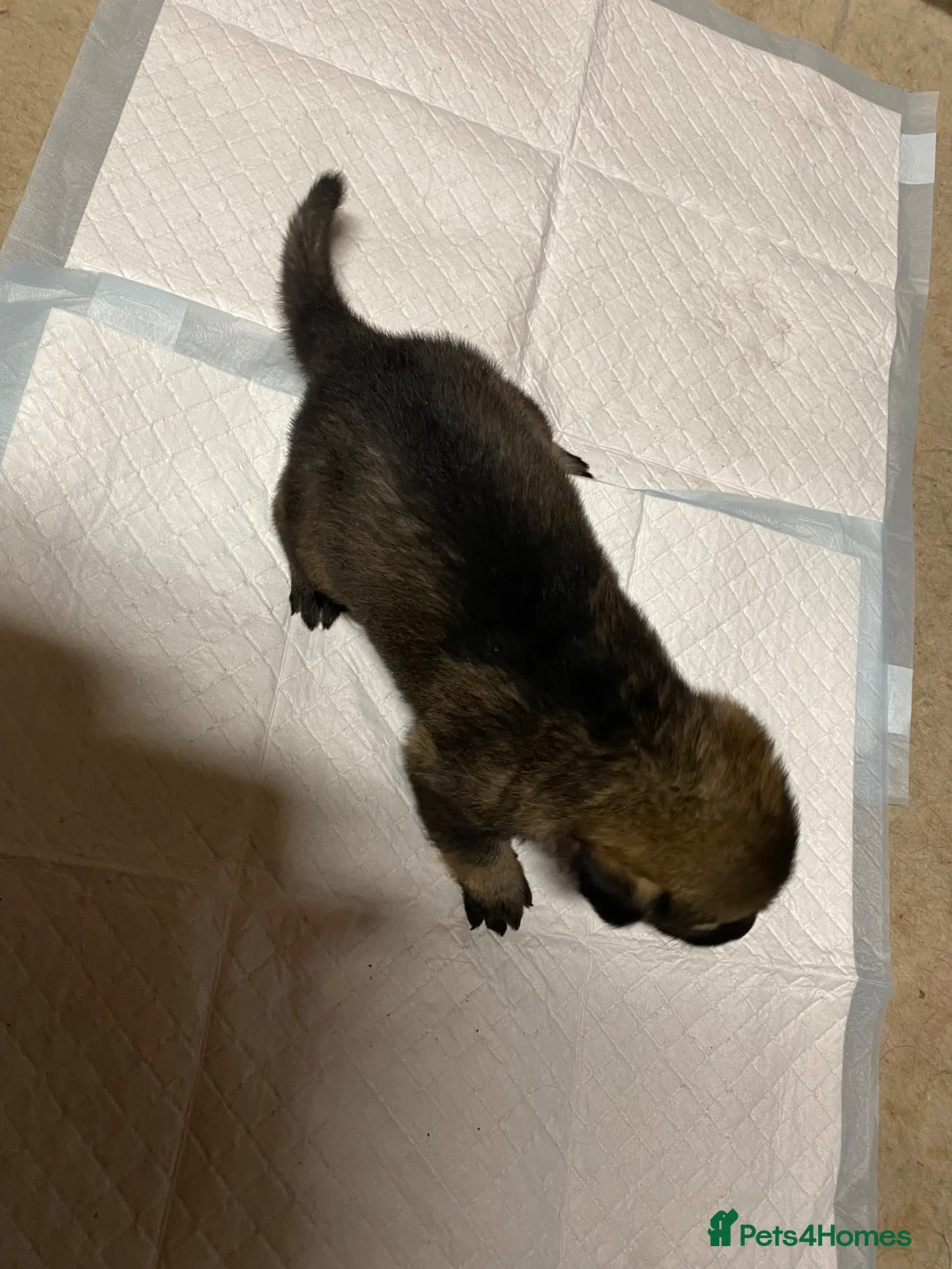 German Shepherd dogs for sale: 🐶 Outstanding German Shepherd puppies 🐶  in Virginia Water - Advert 15