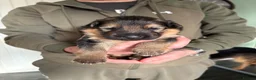 German Shepherd dogs for sale: 7 beautiful pups - Advert 7