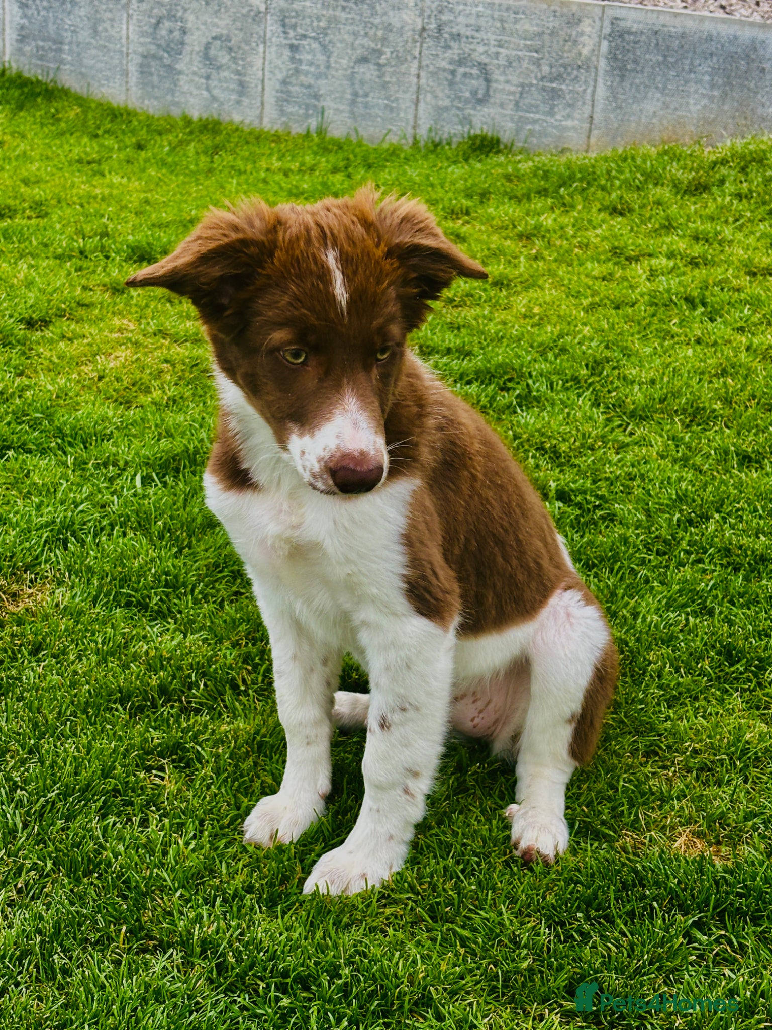 Border Collie dogs Exceptional Border collie puppy  - Advert 4