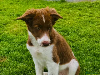 Border Collie dogs Exceptional Border collie puppy - Advert 4