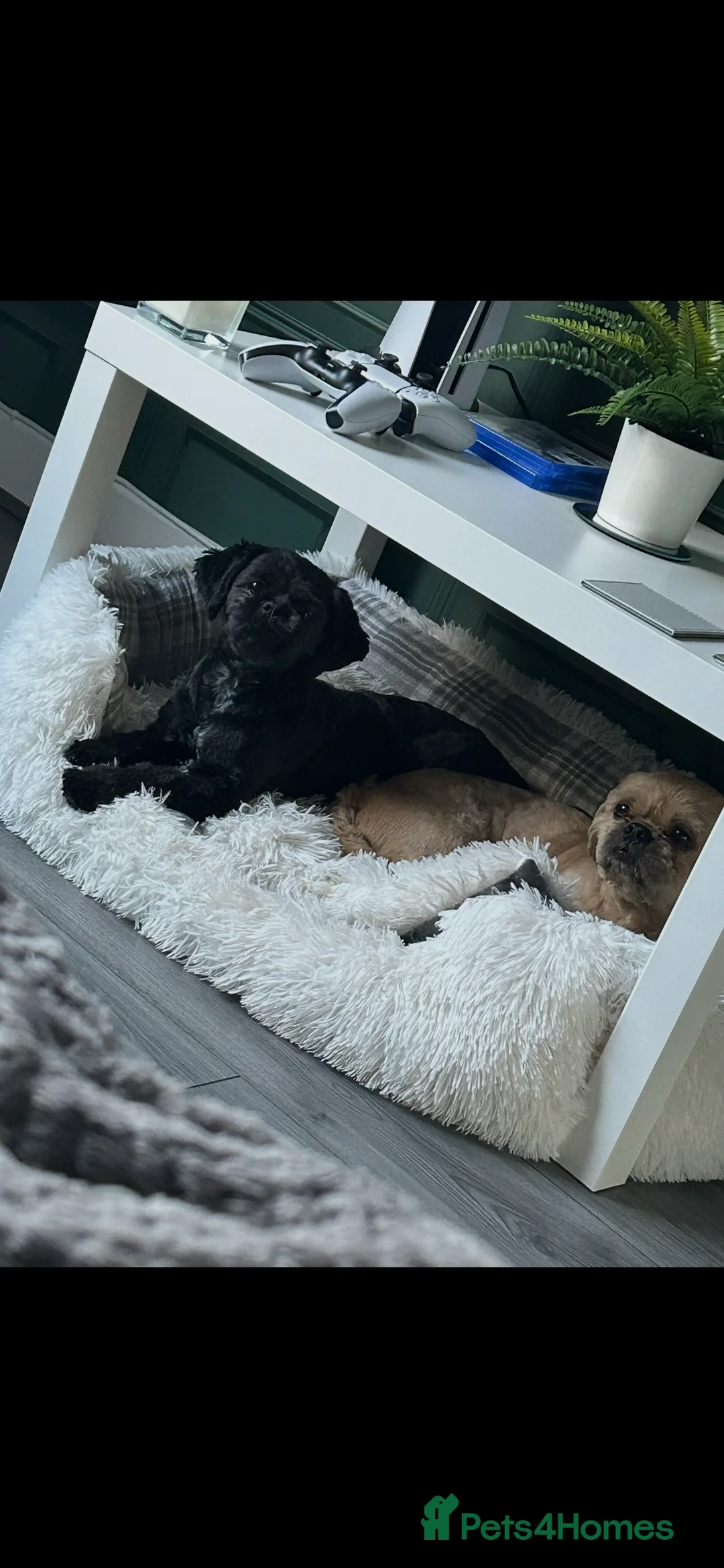 Shih Tzu dogs for sale: Shih Tzu puppies for sale  - Advert 20