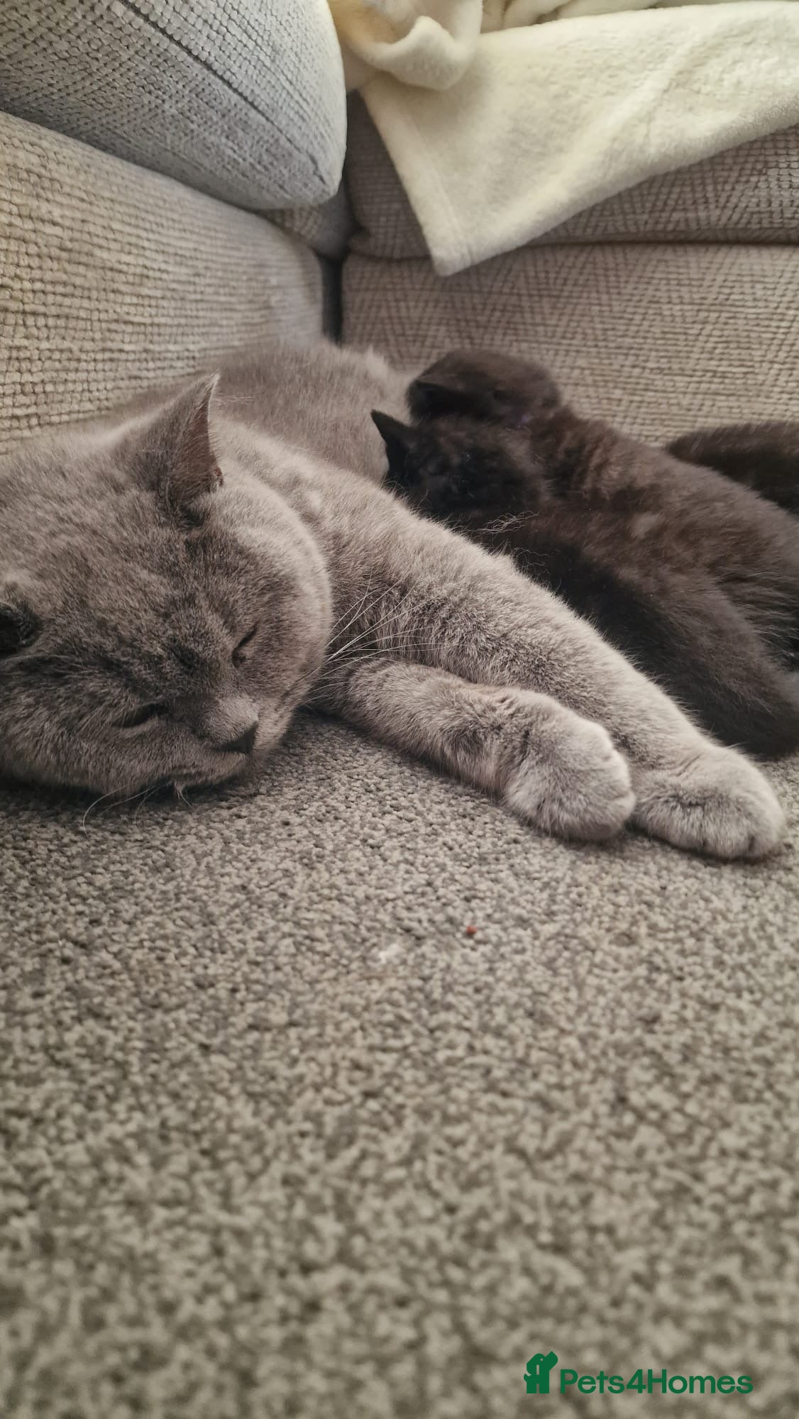 Mixed Breed cats British Shorthair Cross Kittens - Advert 3