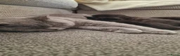 Mixed Breed cats for sale: British Shorthair Cross Kittens - Advert 1