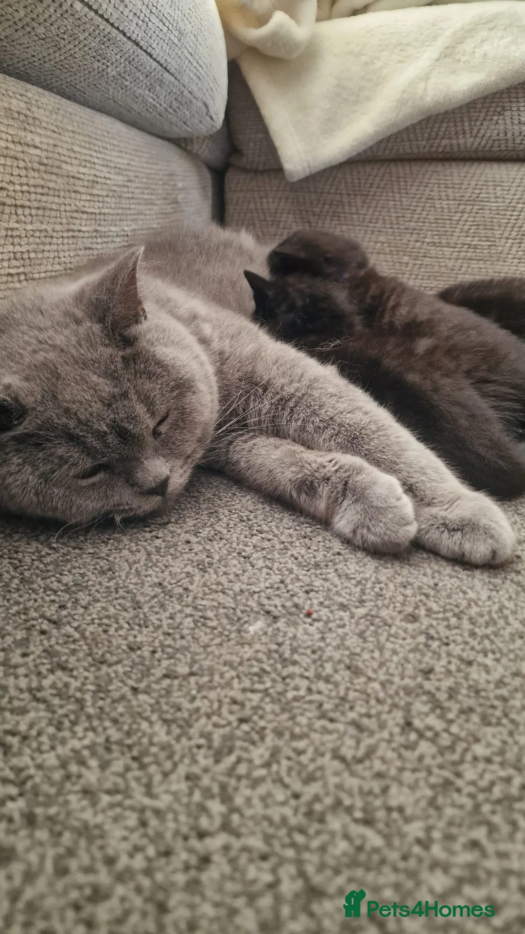 Mixed Breed cats for sale: British Shorthair Cross Kittens - Advert 1