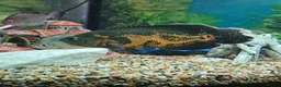 Cichlids fish for sale: Breeding Pair of Tiger Oscars - Advert 4