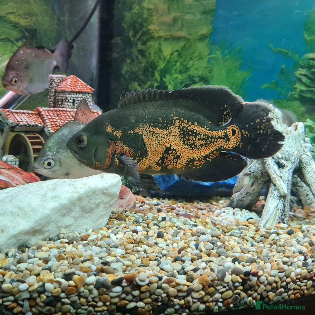 Cichlids fish for sale: Breeding Pair of Tiger Oscars - Advert 4
