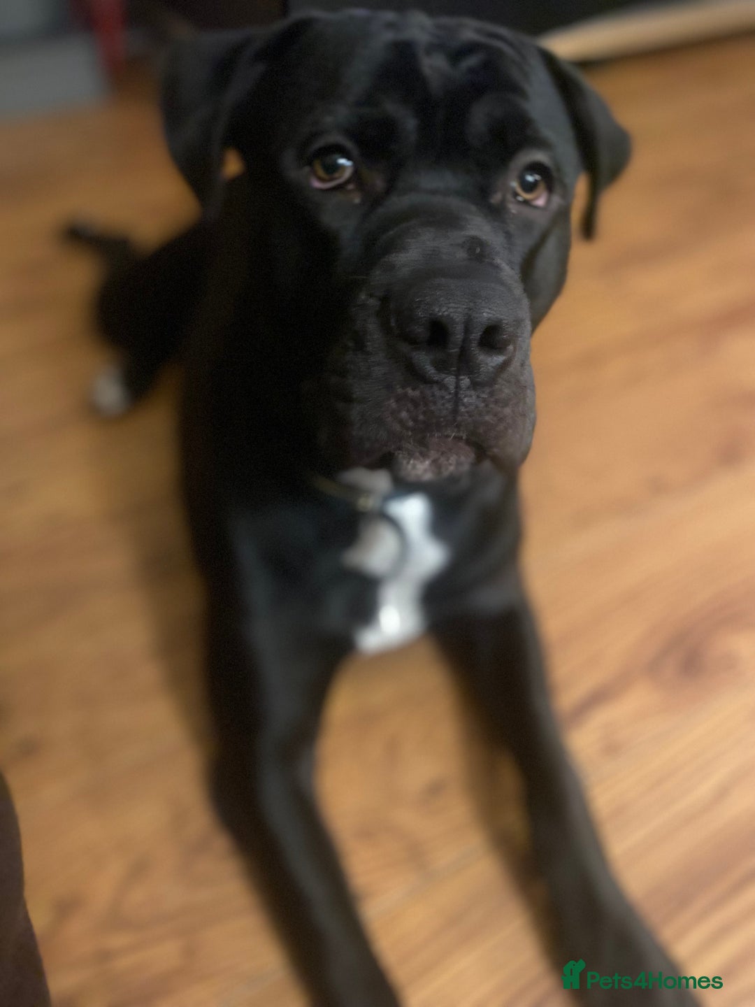 Mixed Breed dogs for sale: 11 month old presa canario cross - Advert 3