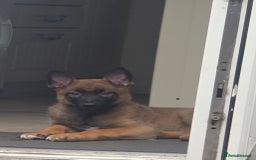 Belgian Shepherd Dog dogs for sale: Belgian malinois  - Image 3