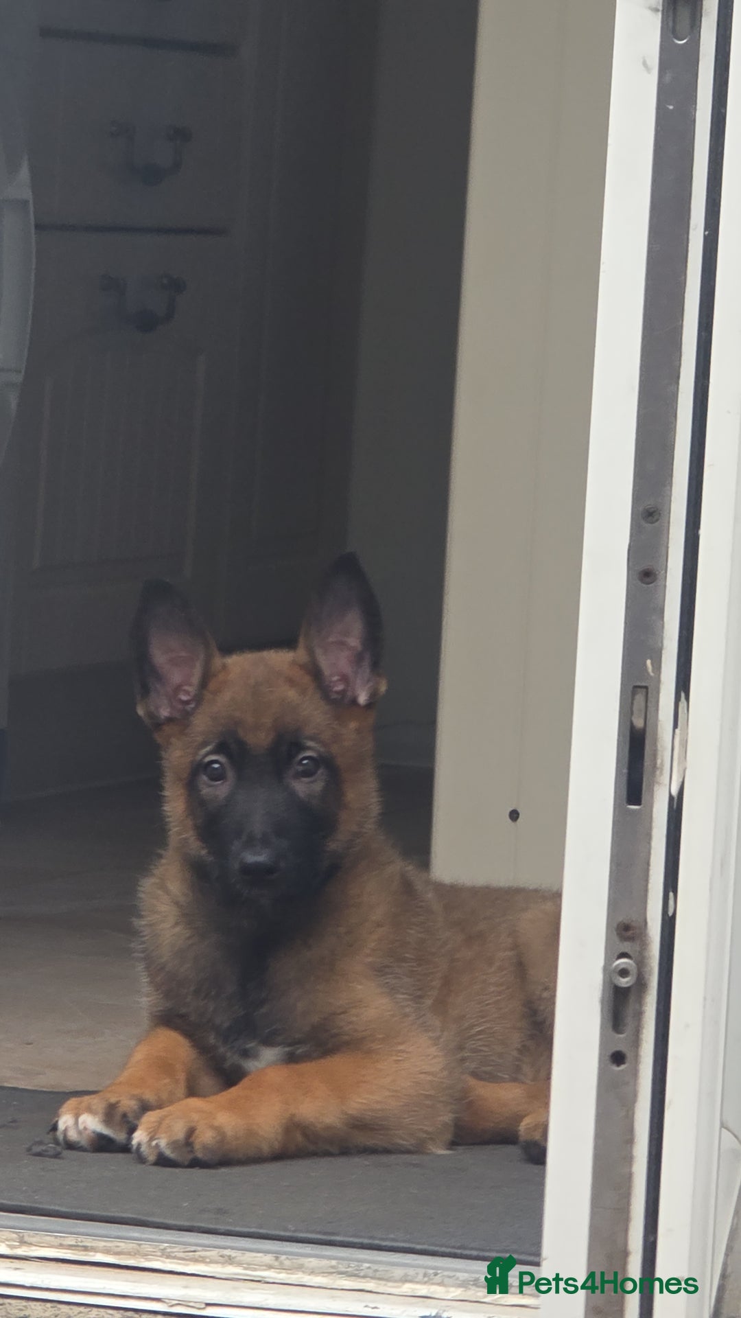 Belgian Shepherd Dog dogs for sale: Belgian malinois  - Image 3