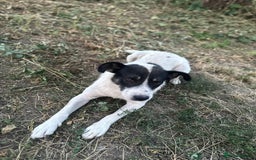 Mixed Breed dogs for adoption: PATROCLE – a Lovely boy for a Loving Home - Image 28