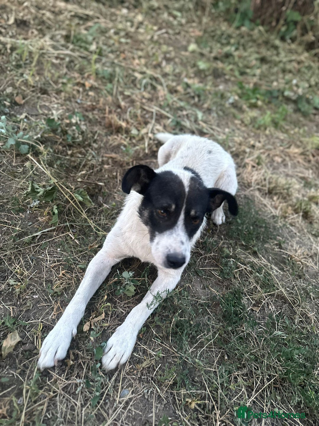 Mixed Breed dogs for adoption: PATROCLE – a Lovely boy for a Loving Home - Image 28
