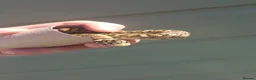 Snake reptiles for sale: Baby Western hognoses CB 25 & 26 ready to go  - Advert 14