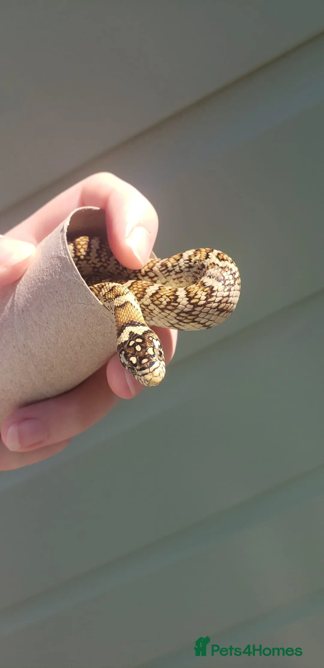 Snake reptiles for sale: Baby Western hognoses CB 25 & 26 ready to go  - Advert 14