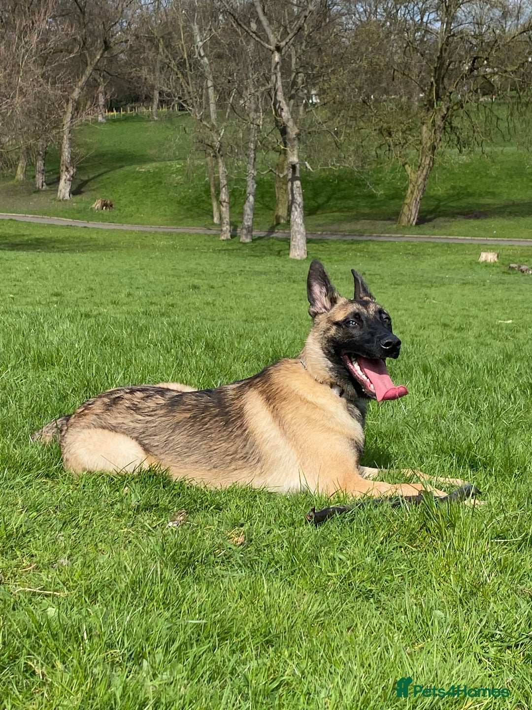Belgian Shepherd Dog dogs for sale: Belgian Malinois For Sale - Image 4