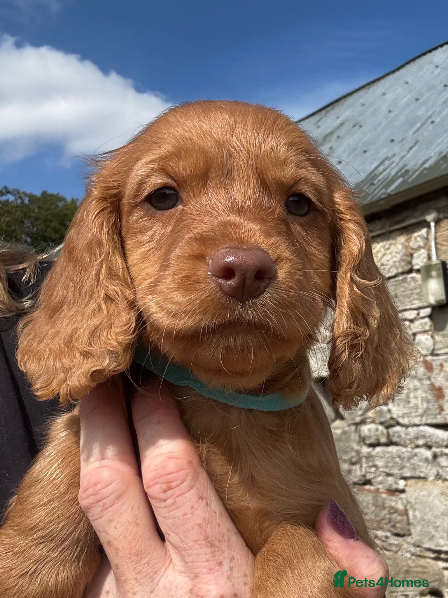 Cocker Spaniel dogs KC, Hereditary Clear,  RED Cocker Spaniel Pup - Advert 2