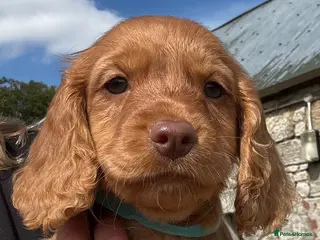 Cocker Spaniel dogs READY NOW - KC, red cocker boy - Hereditary Clear, - Advert 2