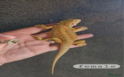 Bearded Dragon reptiles for sale: Bearded dragon Holdback release at HT exotics! - Image 16