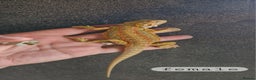 Bearded Dragon reptiles for sale: Bearded dragon Holdback release at HT exotics! - Advert 16