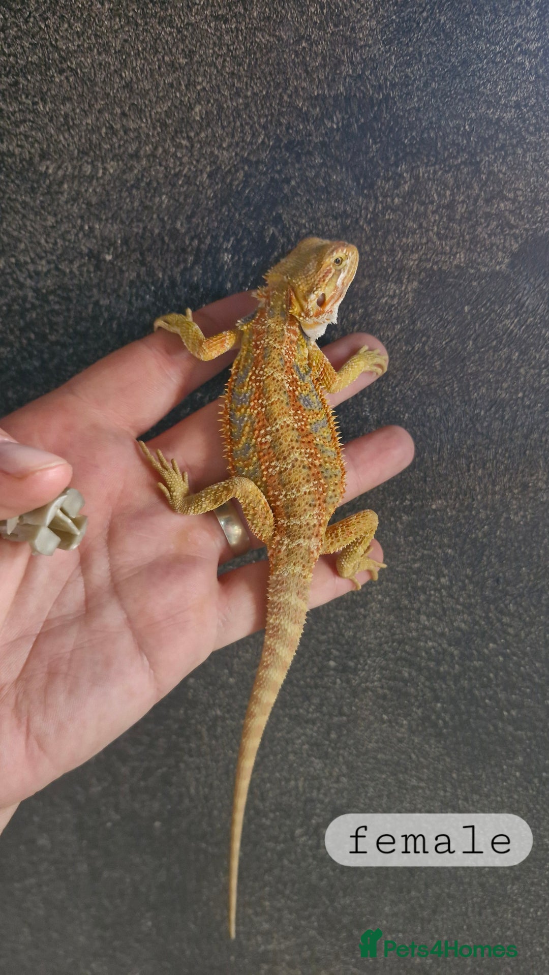 Bearded Dragon reptiles for sale: Bearded dragon Holdback release at HT exotics! - Image 16